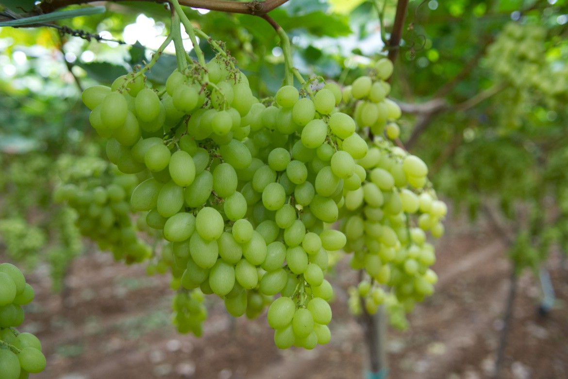 organic cultivation table grapes