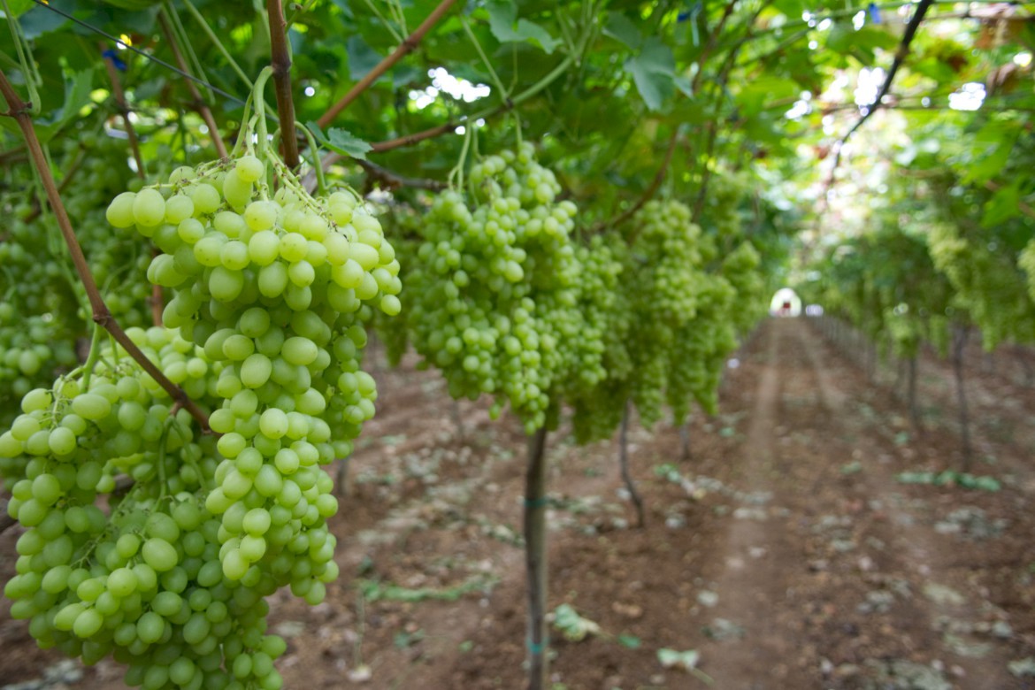 table grape phytoiatric advice