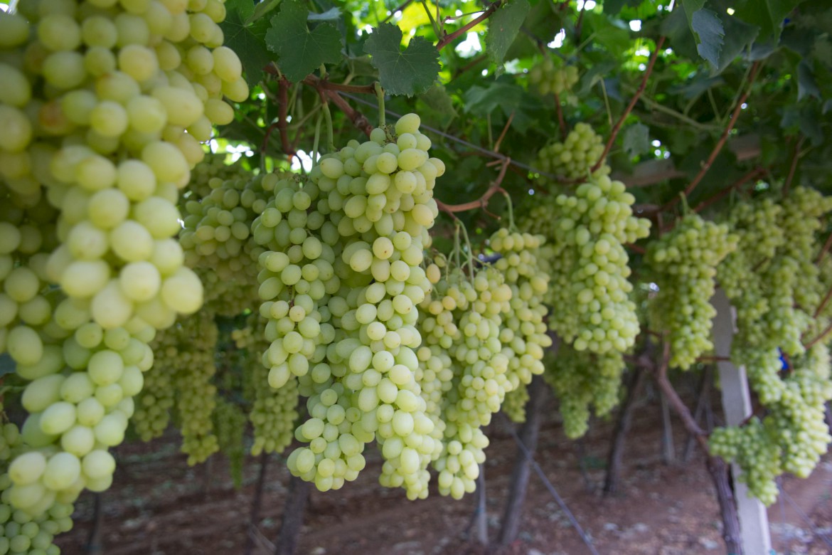 table grapes certifications