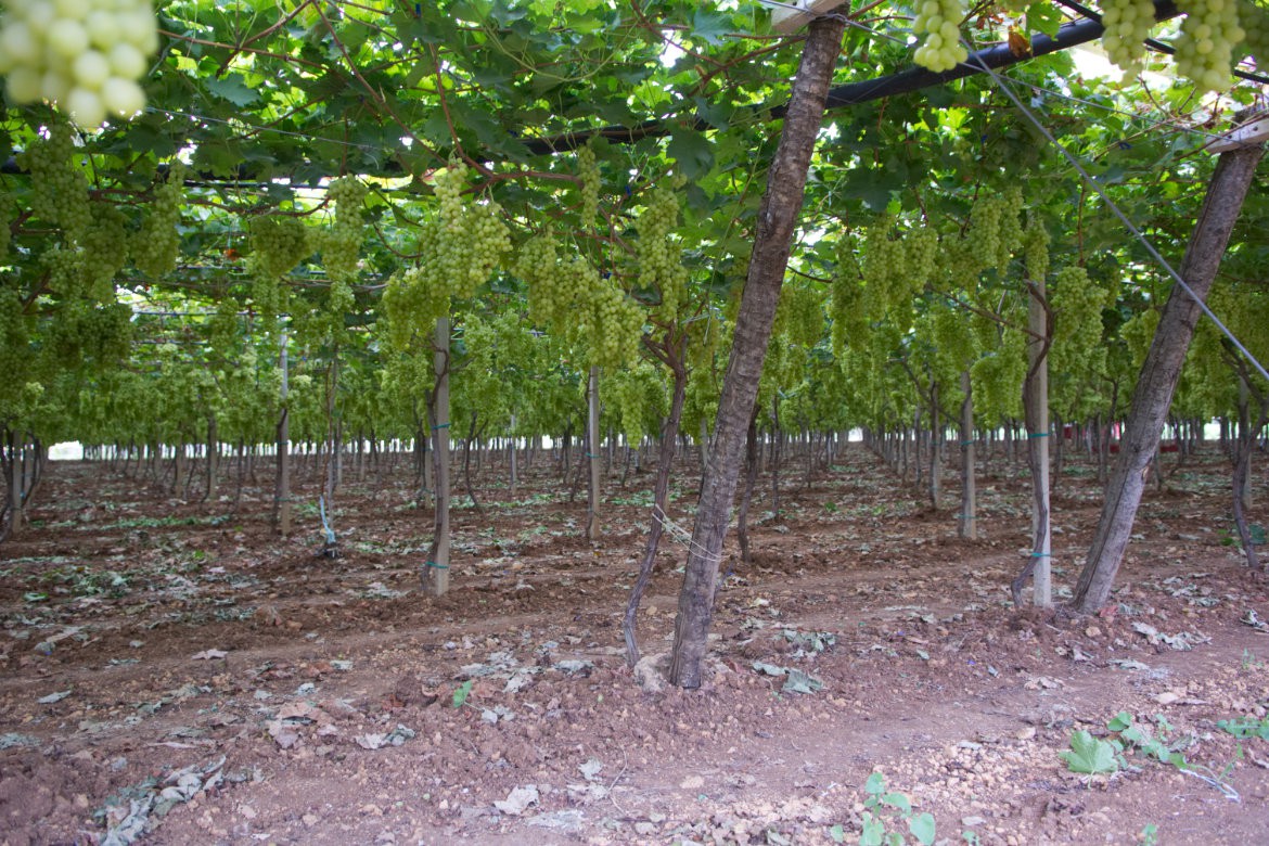 agricultural technical advice table grapes