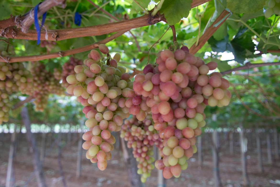 variety advice for table grapes