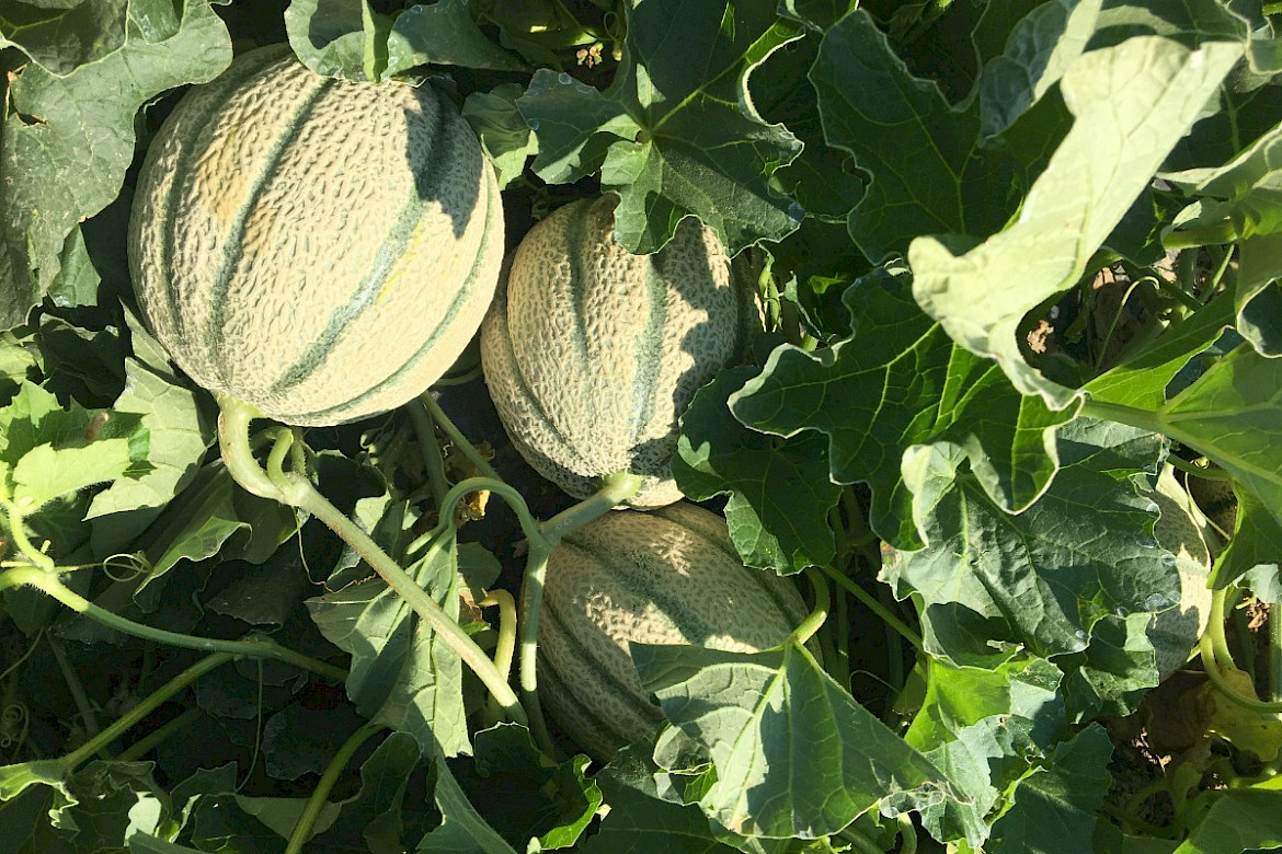 organic cucurbitaceous certifications