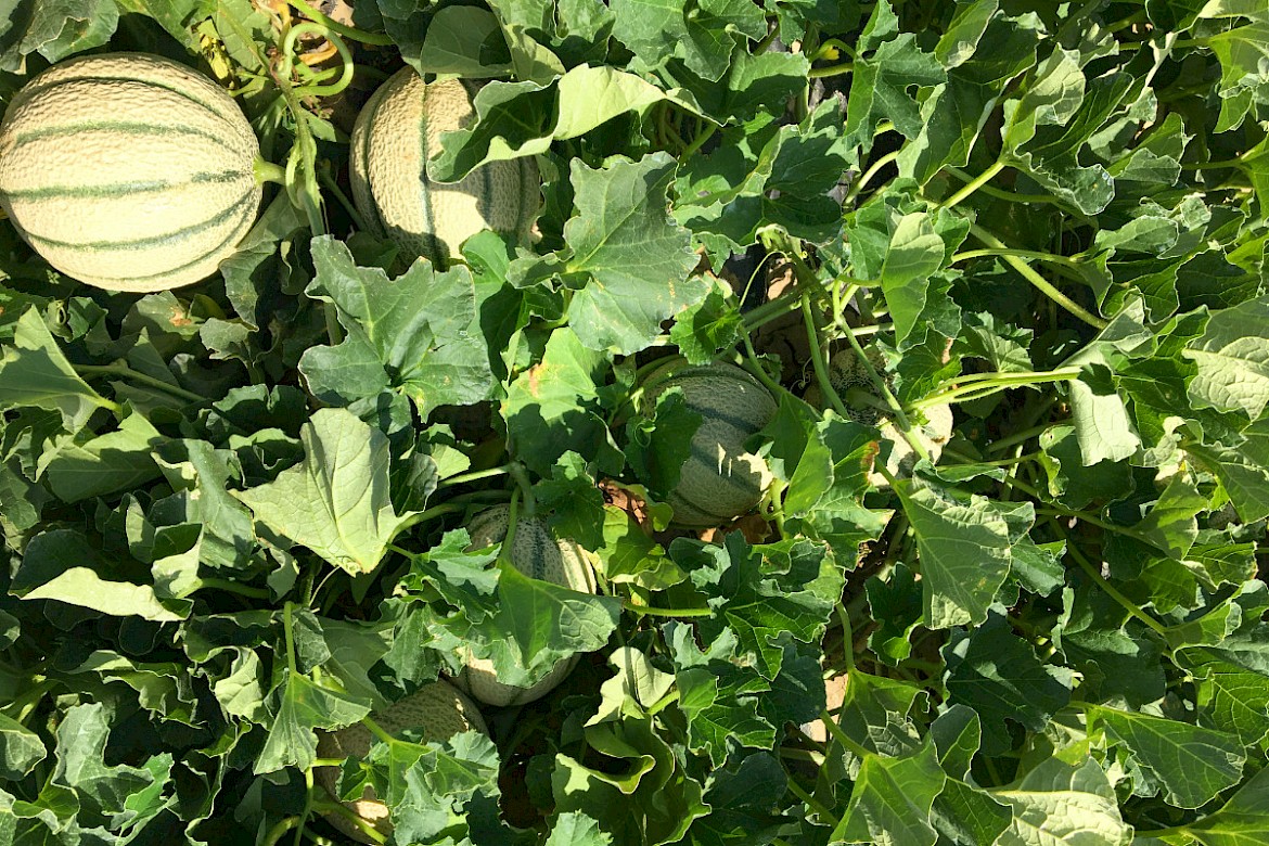 organic melon consultant