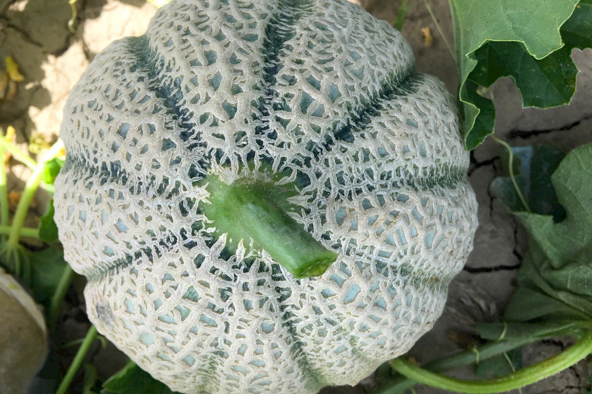 agricultural consultant for cucurbitaceae crops