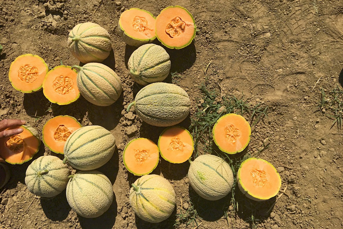 organic melons