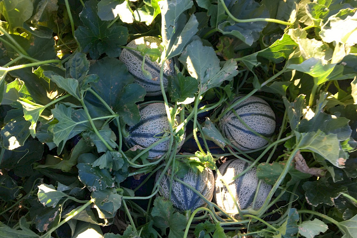 organic cultivation melons
